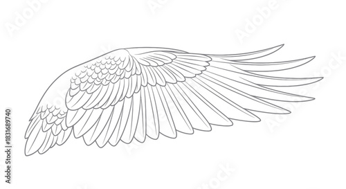 Elegant Lineart Illustration of a Bird's Wing Highlighting Feather Details