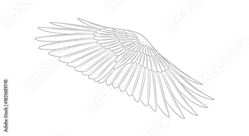 Elegant Line Drawing of a Wing with Detailed Feather Anatomy for Artistic Design