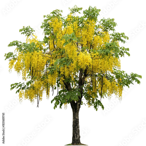 cassia fistula tree with yellow flowers on the floor on Isolated transparent background png. generated with AI