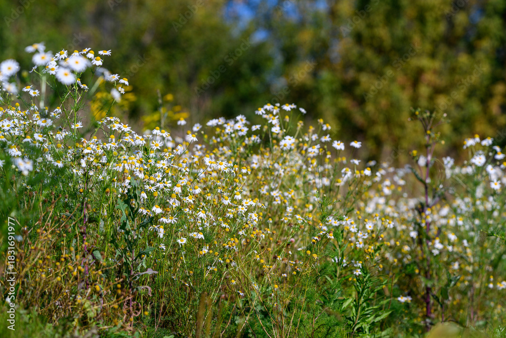 Fototapeta premium Sunny natural scenery, Bright floral field with serenity, Golden hour scene with delicate blossoms swaying, Peaceful rural landscape featuring chamomile flowers in warm sunlight