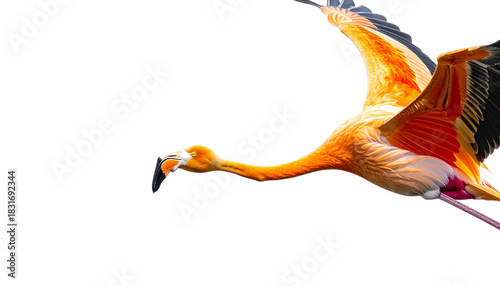 Illustration of a flying wild bird with feathered wings isolated on white background