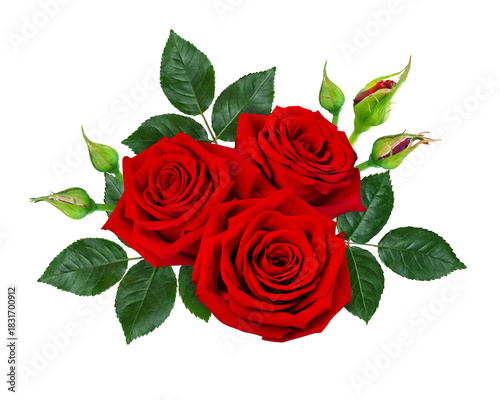 Beautiful red rose flowers with green leaves isolated on a white background.