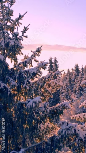 A serene winter landscape at dawn, with snow-covered evergreen trees. The soft, golden light of the rising sun casts a warm glow over the frosty branches, creating a tranquil and picturesque scene.