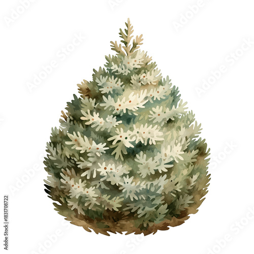 Coniferous bush trimmed in the shape of a teardrop in watercolor painting style vector on a transparent background