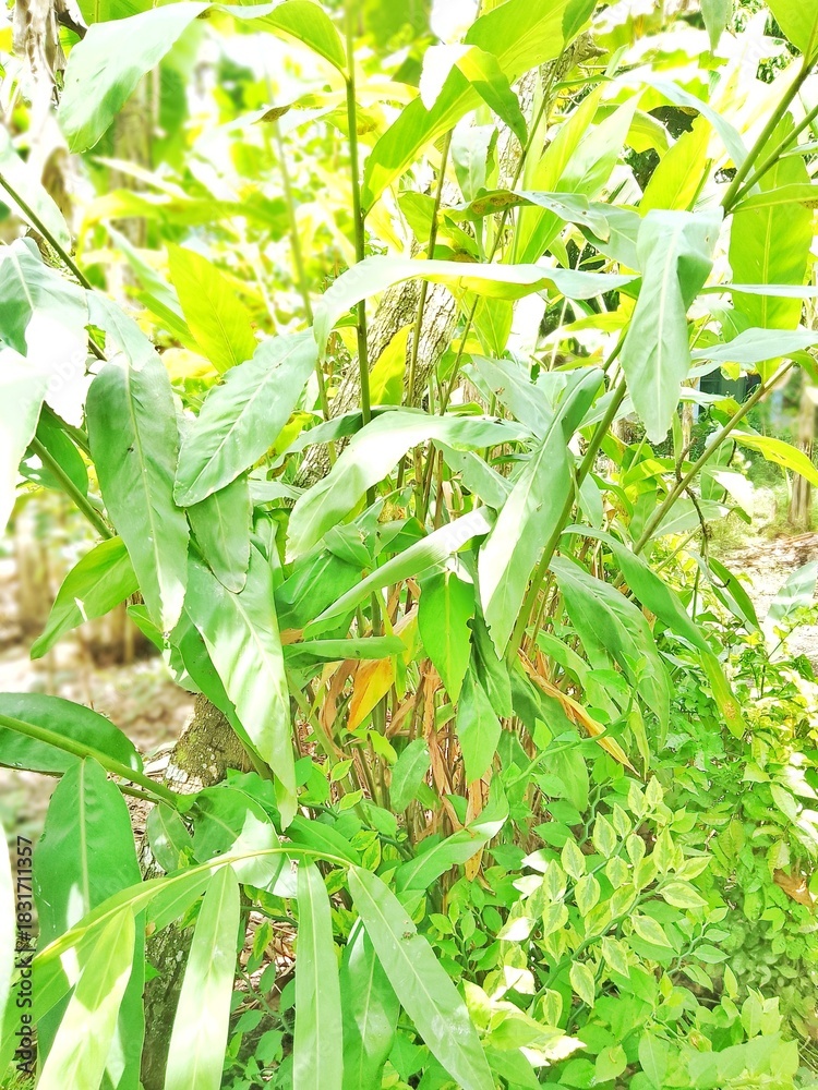 Obraz premium This is a photo of the cardamom plant, a spice from Asia, commonly used for traditional medicine in Asia, suitable for use as images of plants, traditional medicine, spices, ginger, herbal medicine, 