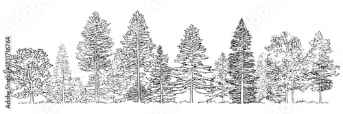 Deciduous and coniferous trees landscape. Set of different silhouette trees. Forest illustration. Isolated trees landscape.