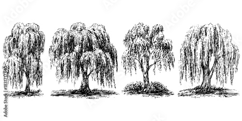 Collection featuring weeping willow trees illustrations of elegant foliage in various forms sketch art design for nature. Willow tree design drawing.