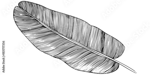 Single banana leaf with prominent venation and a focus on texture sketch art. Tropical flora botanical illustration drawing design element