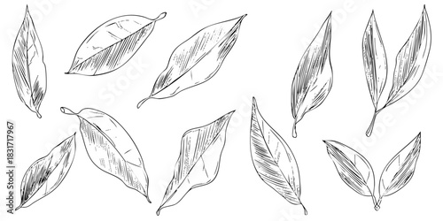 Botanical sketches of leaves with veins, leaf art, single leaves. Decoration elements isolated on white background vector illustration design.