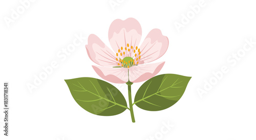 Soft pink flower with delicate rounded petals and a bright yellow center framed by two broad emerald leaves on a clean white background.