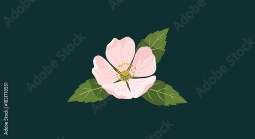 Pink blossom with soft petals and vivid green leaves rests against a deep teal background creating a serene botanical composition for nature inspired design.