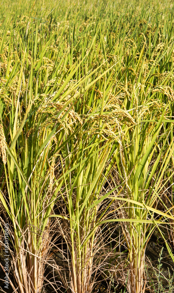 Obraz premium Golden rice paddy field landscape swaying over sunset day time.
