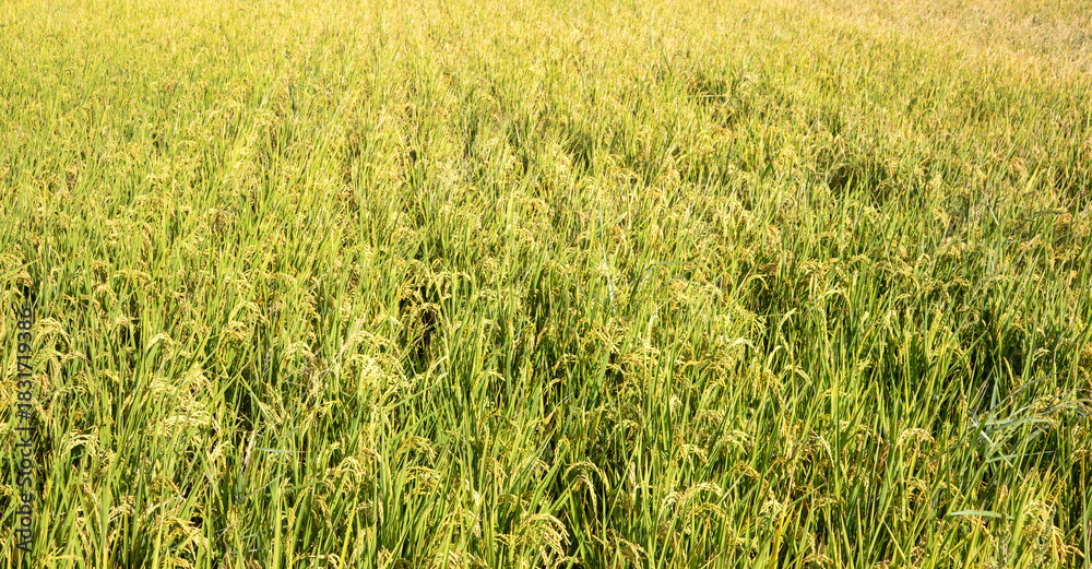 Obraz premium Golden rice paddy field landscape swaying over sunset day time.