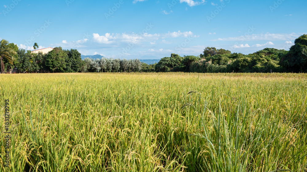 Obraz premium Golden rice paddy field landscape swaying over sunset day time.