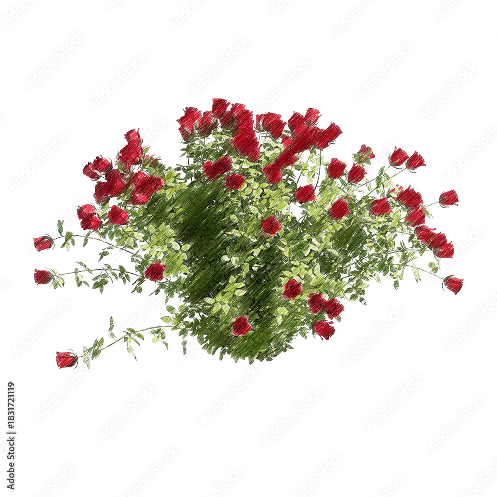 Fototapeta premium Red rose bush isolated transparent background sketch PNG with alpha channel 