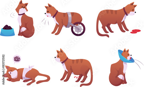 A set with sick cats, in a protective collar, on a wheel, in bandages, refusing to eat.