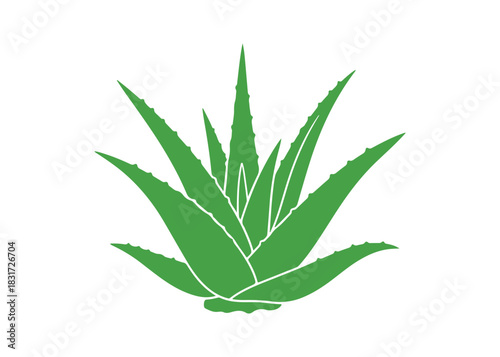 flat vector icon of Aloe Vera green plant leaves.