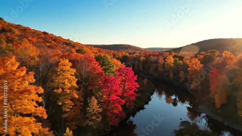 Vibrant autumn forest canopy with golden sunlight and clear blue sky