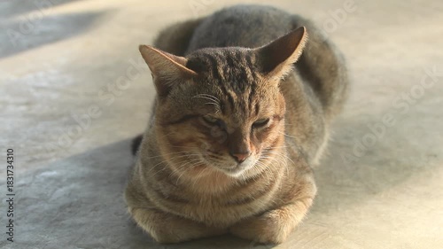 Cute fluffy tabby kitten sitting on a table and floor in a calm indoor scene