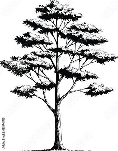 A black vector silhouette of a bare winter oak tree branch for forest design illustration