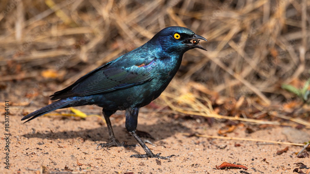 Obraz premium Cape Starling (Kleinglansspreeu) (Lamprotornis nitens) foraging for food in the campsite in Waterberg Plateau National Park, Namibia