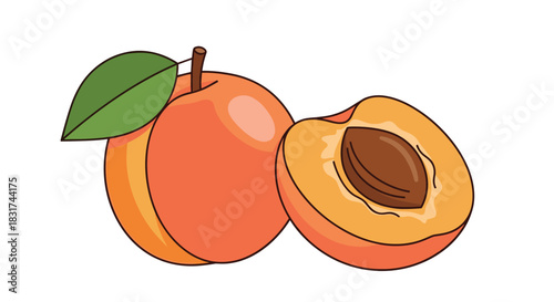 Simple and clean illustration of a fresh ripe apricot with a green leaf and another apricot half showing the seed inside.
