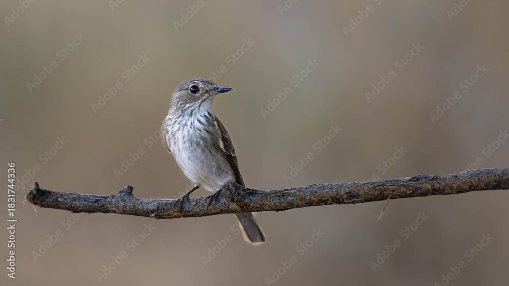 Obraz premium Spotted flycatcher (Europese vlieëvanger) (Muscicapa striata) near Okaukuejo in the Etosha National Park, Namibia