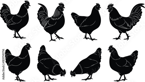 Collection of Black Chicken and Rooster Silhouettes, Various Farm Fowl Poses Including Hens and Cocks, Poultry Birds Isolated on Pure White Background, Agricultural Vector Icons, Livestock Graphics.