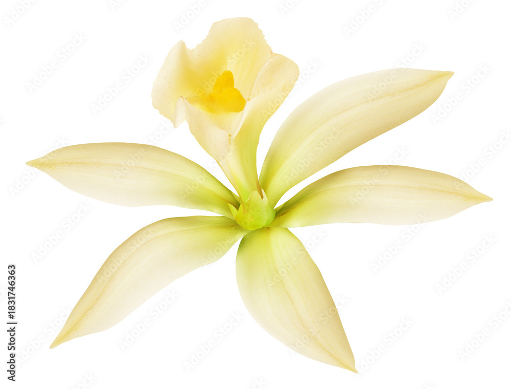 Fototapeta premium Vanilla orchid flower on white background. File contains clipping paths.
