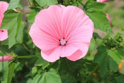 Fototapeta Naklejka Na Ścianę i Meble -  an unusual beautiful flower in a summer park