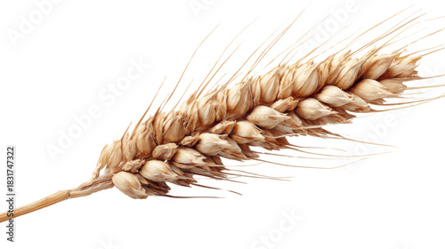 Golden Wheat Ear Isolated on White Background