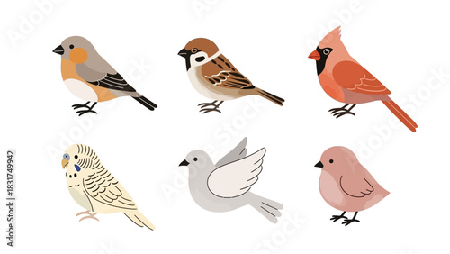 Collection of six different cartoon birds including a robin, sparrow, cardinal, budgerigar, dove, and a small pink bird illustration.