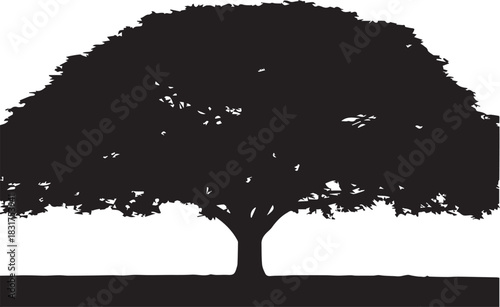 Solitary Majestic Tree Standing Tall with a Broad Canopy Outline