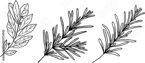 Sprigs of rosemary and laurel black and white sketch. Vector illustration. A set of kitchen herbs, isolated on a white background. For menus, recipes, for printing on textiles and on packages,