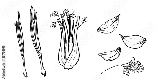Fennel and green onion, garlic cloves and a sprig of parsley, black and white sketch. Vector illustration. A set of kitchen herbs and spices is isolated on a white background