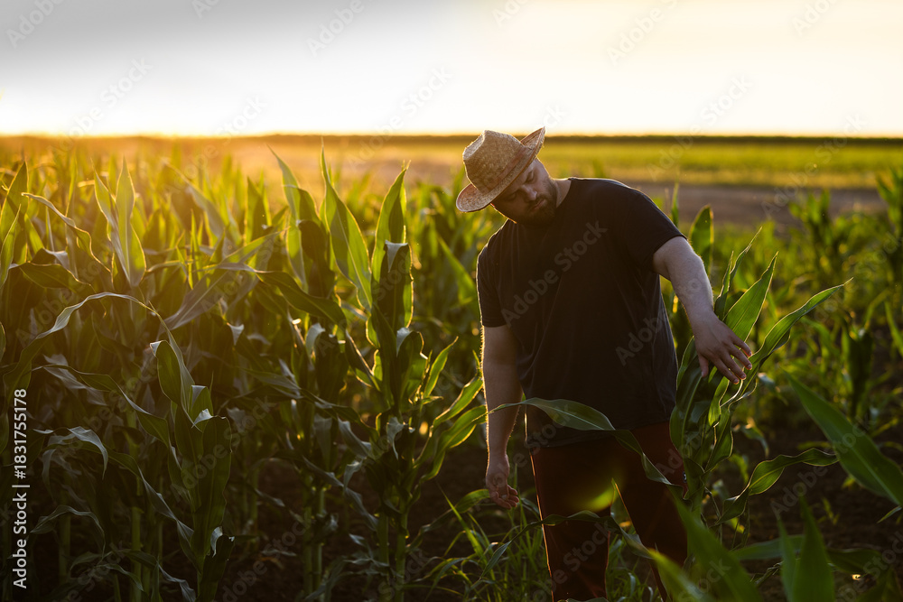 Fototapeta premium Young farmer inspecting his crops in sunset