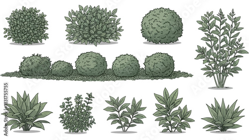 A diverse collection of illustrated garden bushes and ornamental shrubs, perfect for landscape design elements and botanical themes