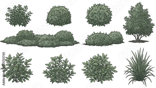 Collection of Different Bushes and Grasses in a Vector Graphic