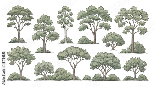 Assortment of illustrated deciduous trees and shrubs with green crowns on a white background