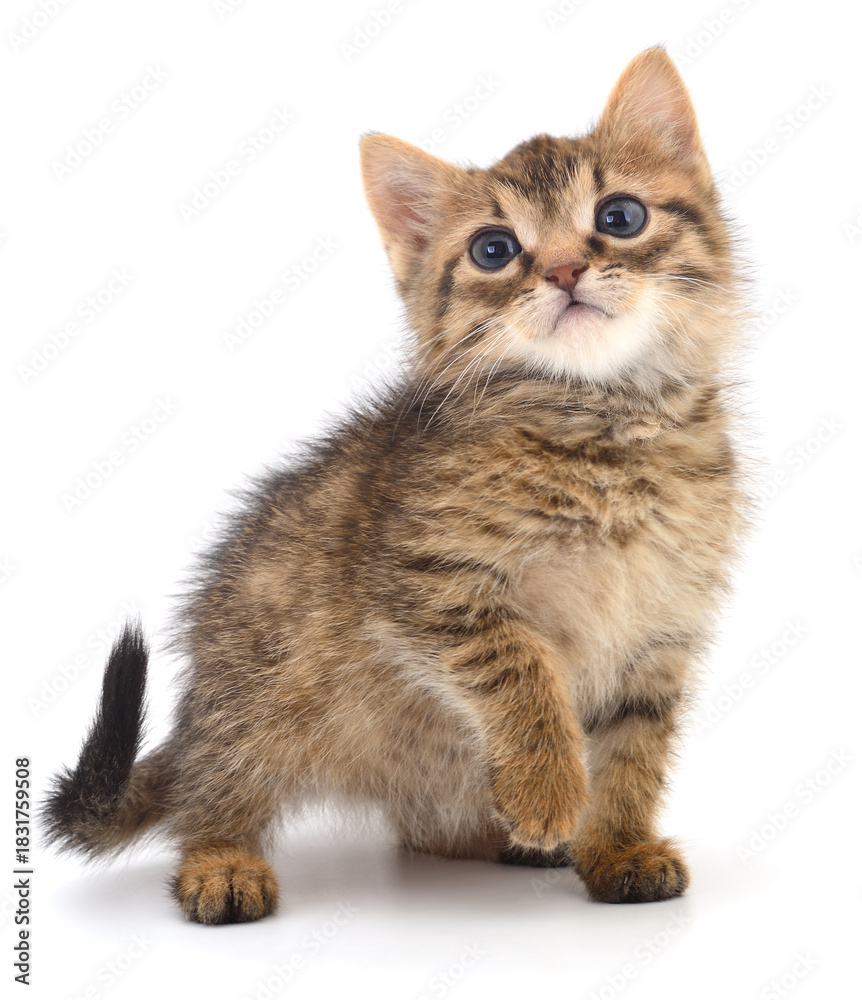 Obraz premium Cute kitten isolated on white background