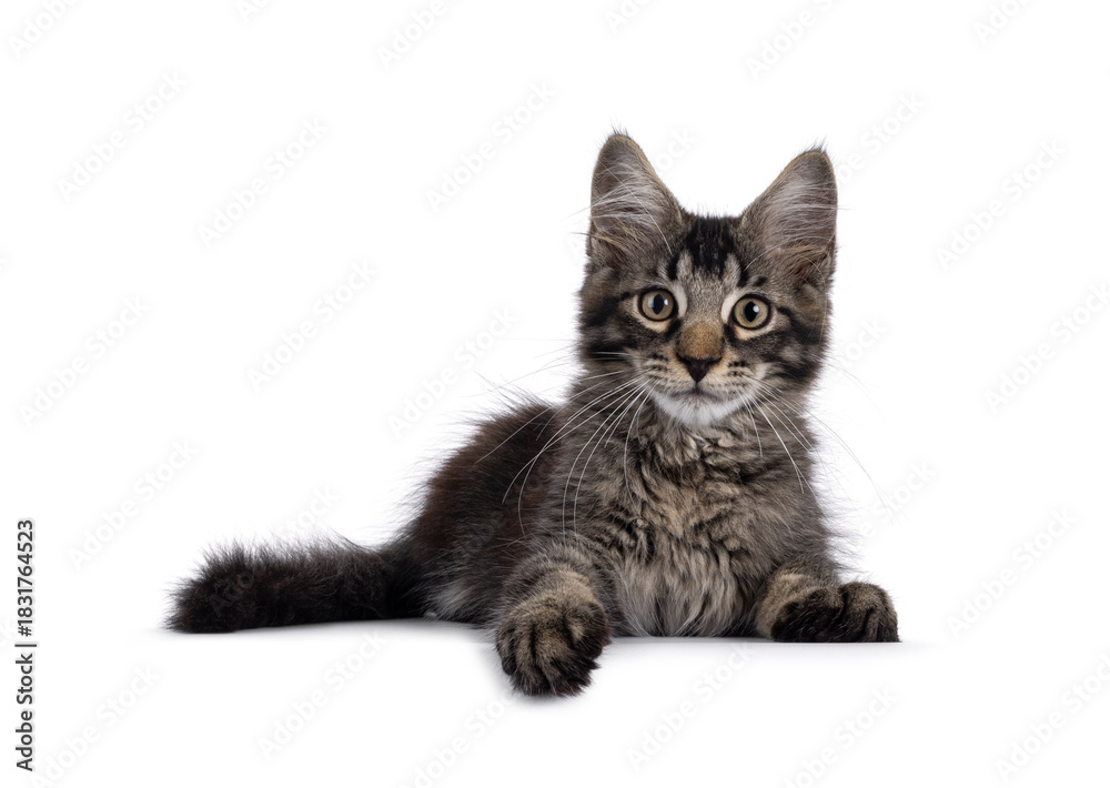 Obraz premium Maine Coon cat kitten laying down facing front, with paw on edge. Looking straight to camera. Isolated on a white background