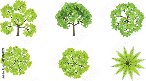 Set of Nine Top View Trees Vector Illustration Architectural Design Elements Landscape Planning Map Graphics Stylized and Realistic Foliage