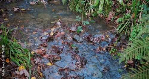 Clear creek water flowing over brown fallen leaves and stones in the forest. Small stream current moving through green ferns and grass in autumn nature.