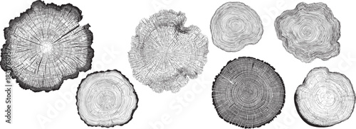 Detailed tree rings in engraving style resemble topographic lines, perfect for nature-inspired, vintage, and eco-conscious graphic design projects.