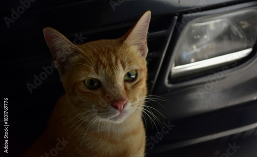 Cat looking at camera, normal cat photography