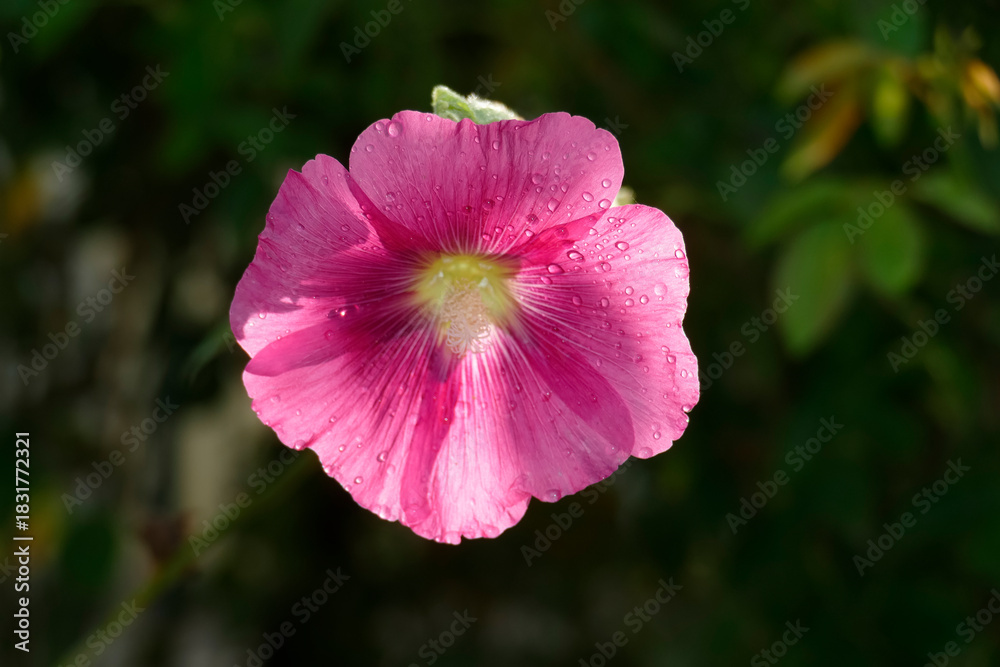 Fototapeta premium Blühende rosa Hibiskus Blume , Deutschland