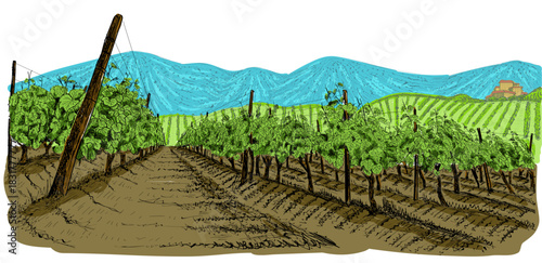 Vineyards on both sides of the path stretch to the horizon with mountains and farm house far away. Hand-drawn sketch of vineyards wooden supports. Hand drawn color sketch vector illustration