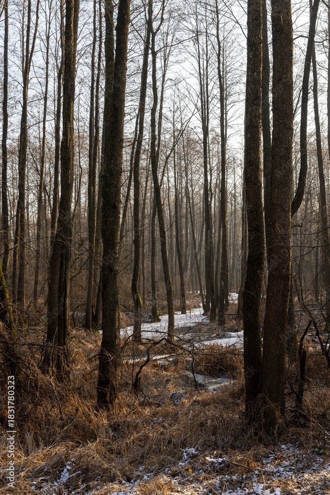 Fototapeta premium a swamp with trees in the cold winter season, covered with white snow in the cold season a dangerous swamp after frosts, a swamp in the forest in the evening