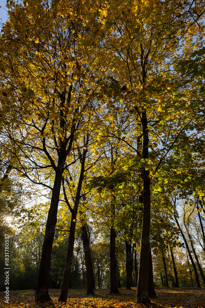 Fototapeta premium yellow foliage on maples growing in the autumn , maples with yellowing foliage in sunny weather in autumn