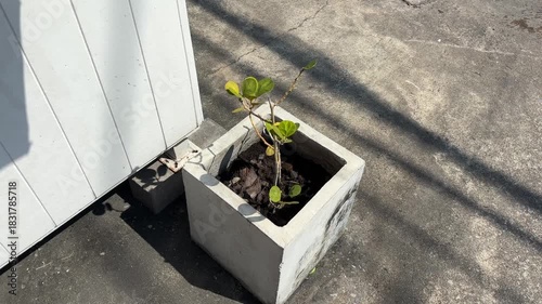 Green plant inside cement vase pov shot outdoor sunny day.